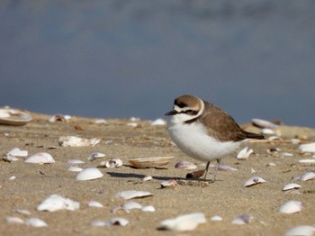 Kentish Plover 安濃川河口 Thu, 12/29/2022