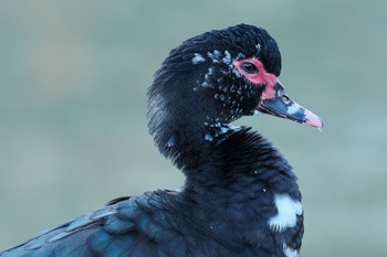 ノバリケン 檜町公園(東京ミッドタウン) 2022年12月29日(木)