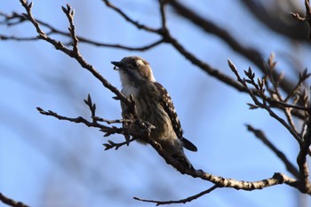 コゲラ 荒川大麻生 公園 野鳥の森 2022年12月29日(木)