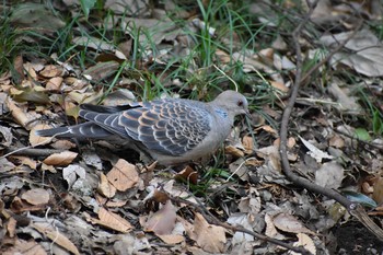 Sat, 3/17/2018 Birding report at Meiji Jingu(Meiji Shrine)