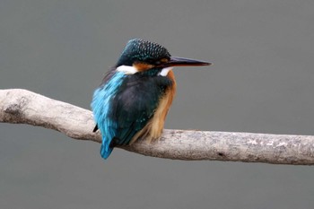 2022年12月29日(木) 勅使池(豊明市)の野鳥観察記録