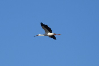 2022年12月25日(日) 渡良瀬遊水地の野鳥観察記録