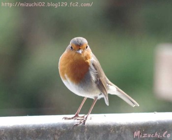 European Robin スイス Tue, 2/28/2017