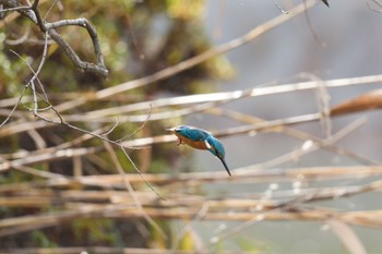 カワセミ 千里南公園 2022年12月29日(木)