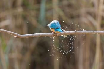 カワセミ 千里南公園 2022年12月29日(木)