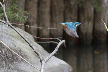 カワセミ 千里南公園 2022年12月29日(木)