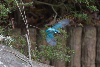 カワセミ 千里南公園 2022年12月29日(木)