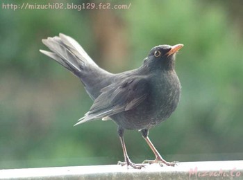 Chinese Blackbird スイス Wed, 3/1/2017