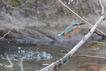 2022年12月29日(木) 千里南公園の野鳥観察記録