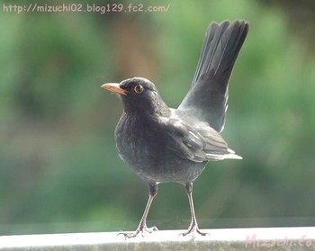 Chinese Blackbird スイス Wed, 3/1/2017