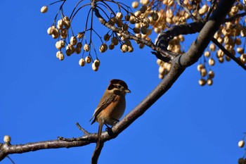 Bull-headed Shrike 黒浜沼 Sat, 12/24/2022