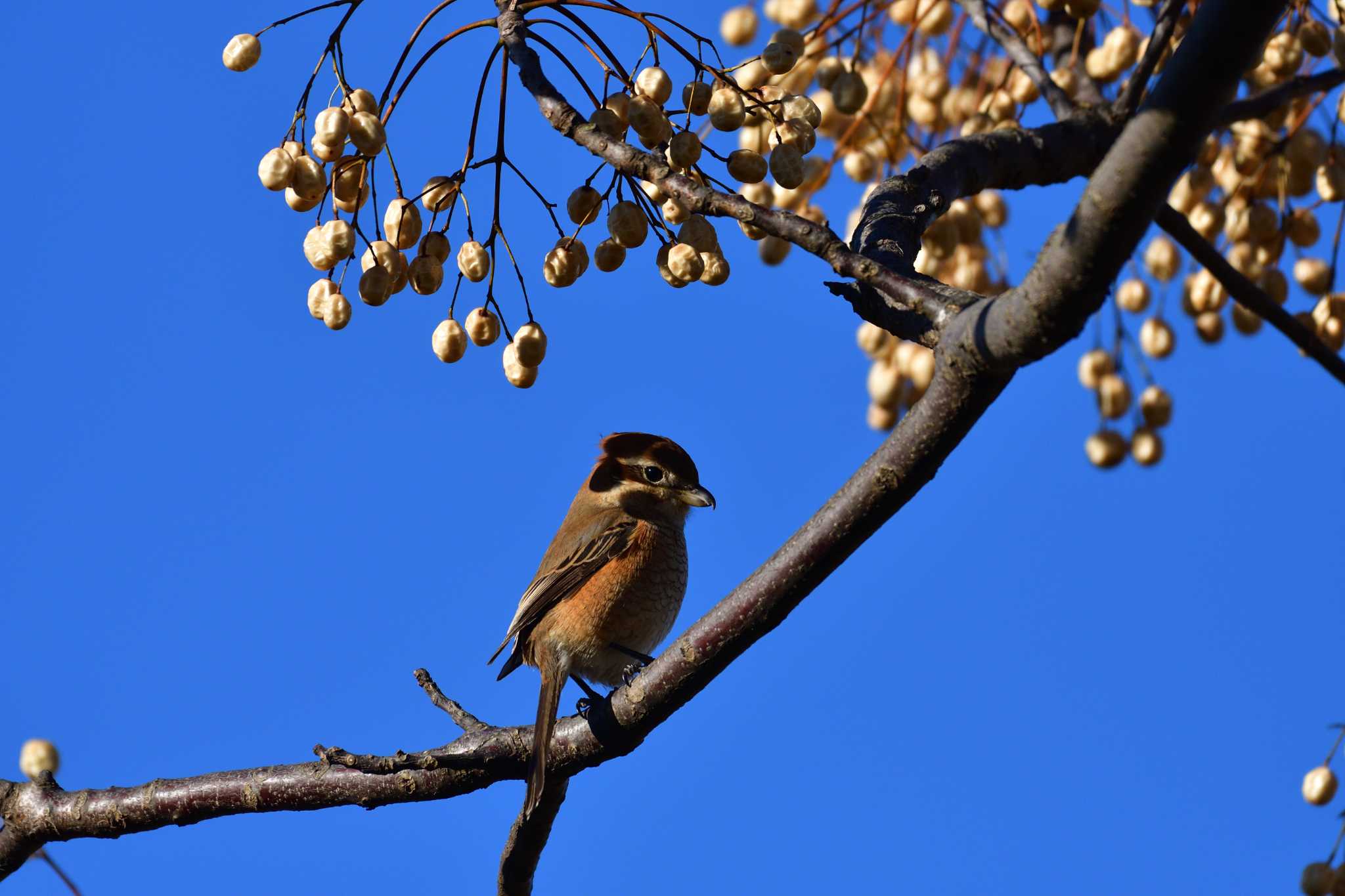 Bull-headed Shrike