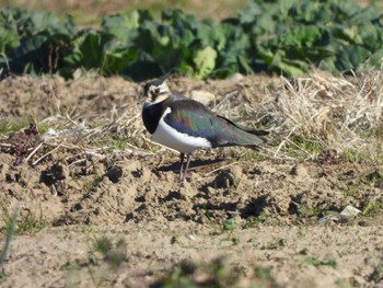 2022年12月29日(木) 松戸市の野鳥観察記録