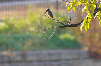 Common Kingfisher 万代池 Thu, 12/29/2022