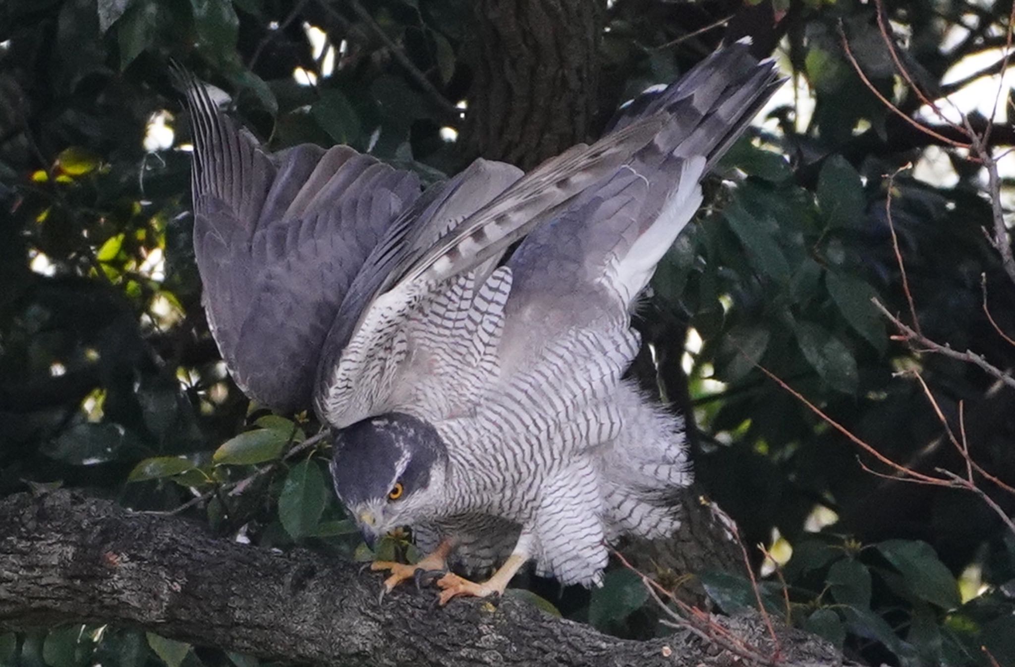 Photo of Eurasian Goshawk at 万代池 by アルキュオン