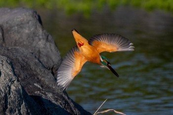 Common Kingfisher 静岡県 Thu, 12/29/2022