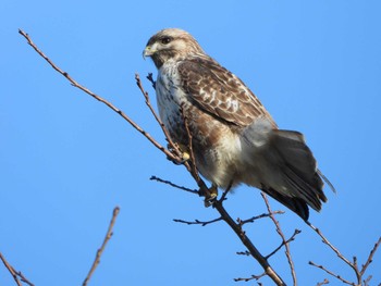 2022年12月29日(木) ふれあい松戸川の野鳥観察記録