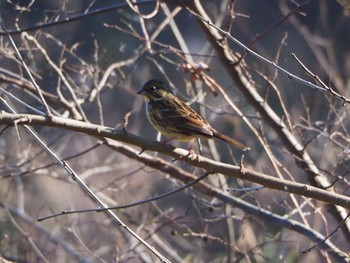 Masked Bunting Akigase Park Thu, 12/29/2022