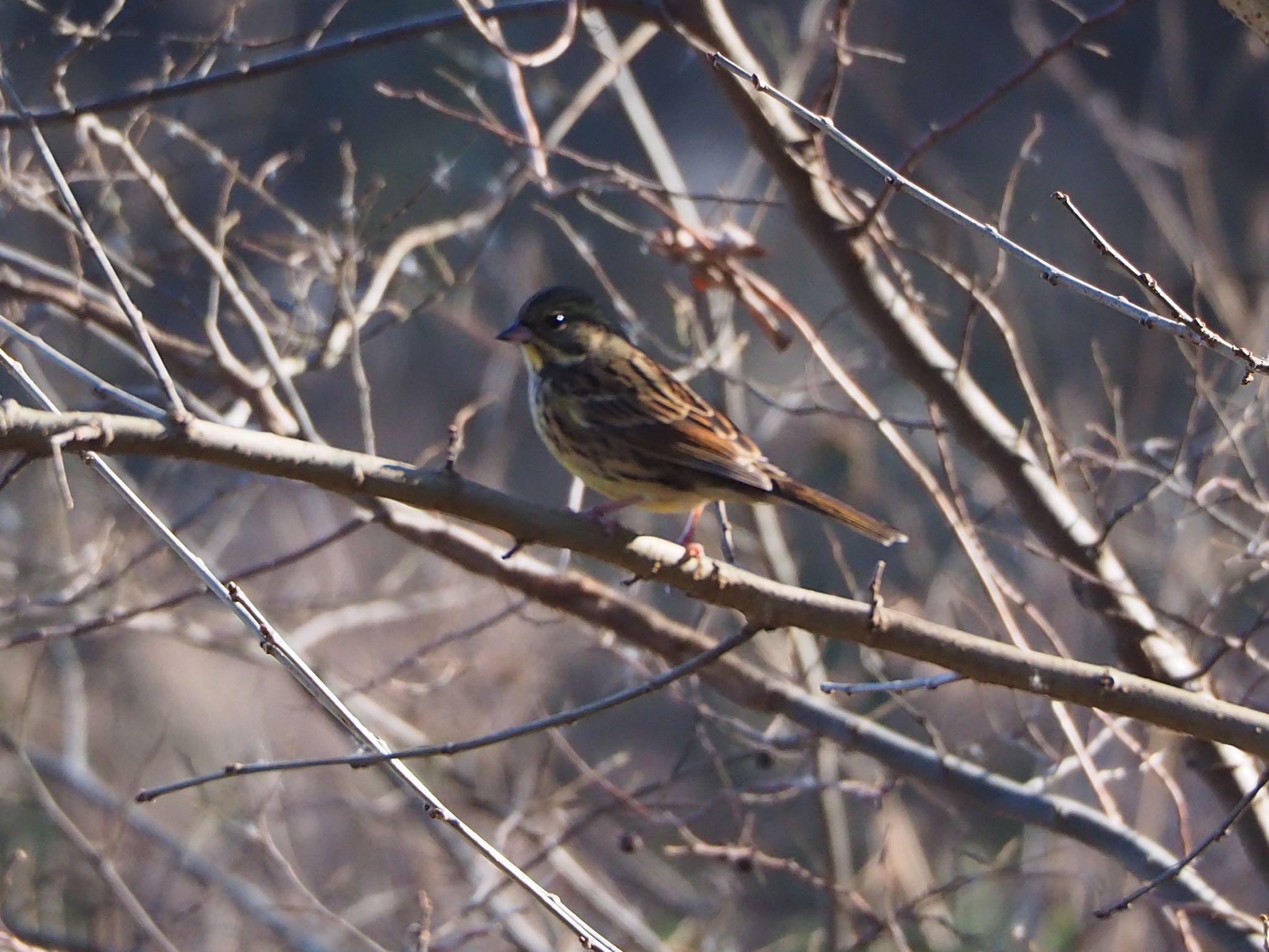 Photo of Masked Bunting at Akigase Park by mk623