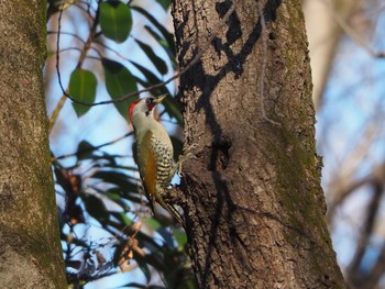 Japanese Green Woodpecker Akigase Park Thu, 12/29/2022