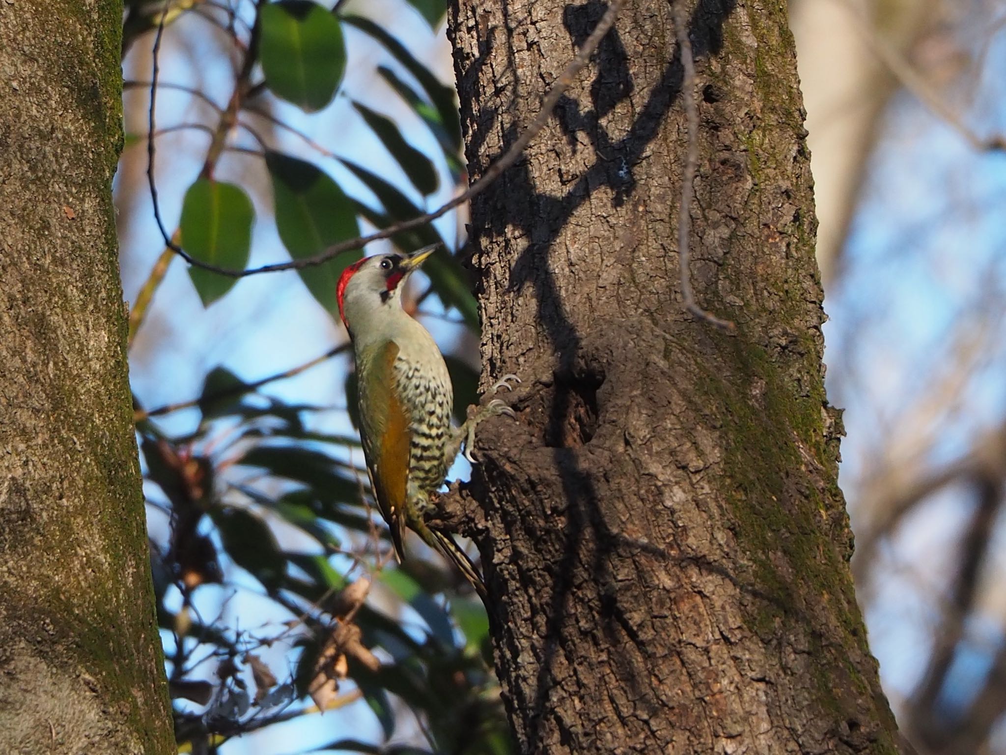 Japanese Green Woodpecker