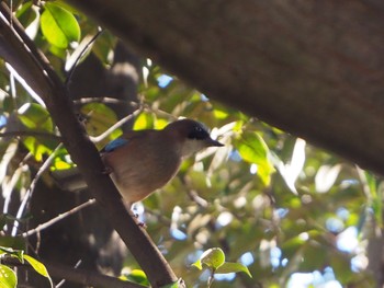 Eurasian Jay Akigase Park Thu, 12/29/2022