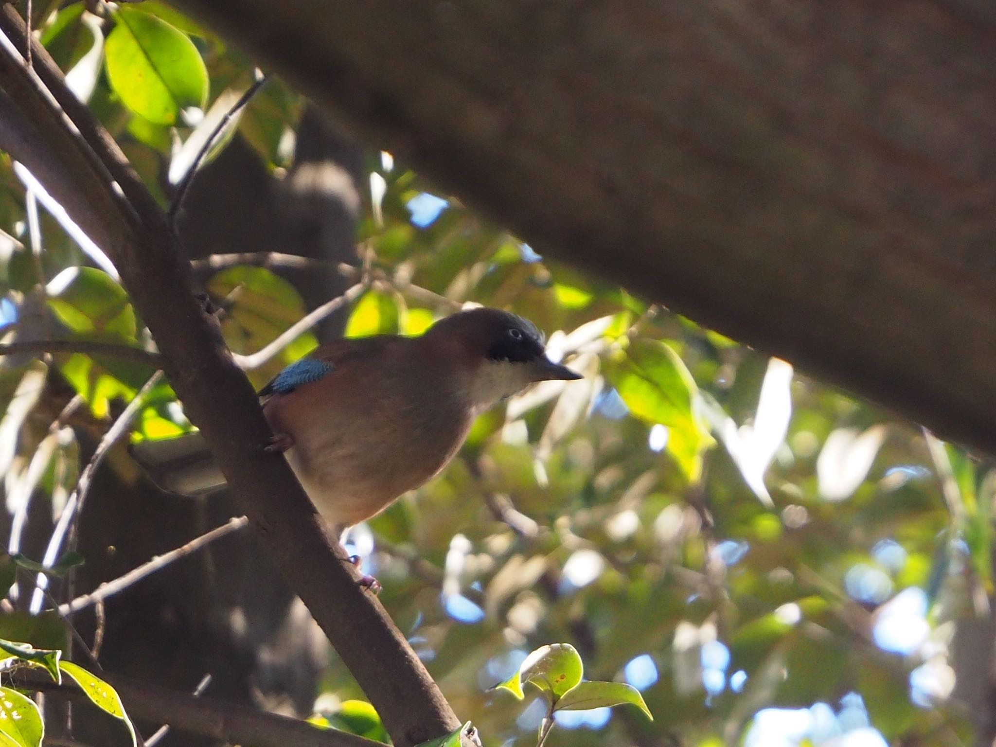 Eurasian Jay