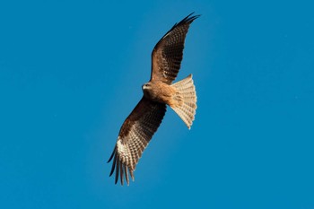 Black Kite Izunuma Thu, 12/29/2022