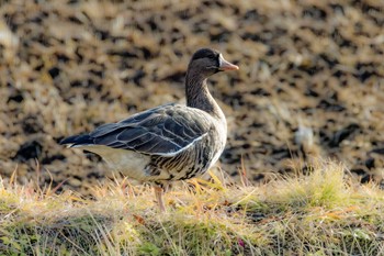 Greater White-fronted Goose Izunuma Thu, 12/29/2022