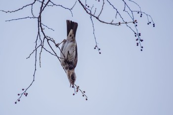 Dusky Thrush 檜町公園(東京ミッドタウン) Thu, 12/29/2022