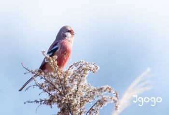 Siberian Long-tailed Rosefinch Watarase Yusuichi (Wetland) Wed, 12/28/2022