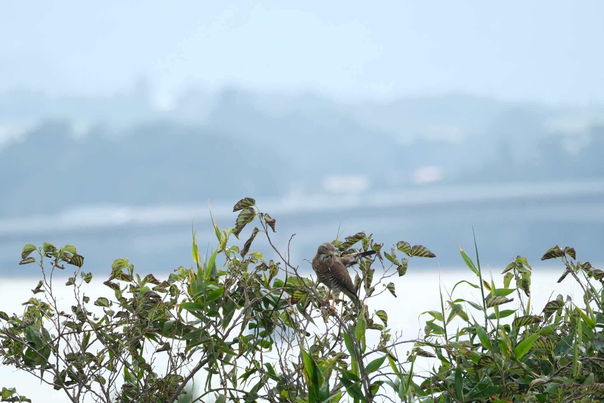 古宇利島 サシバの写真 by たけし