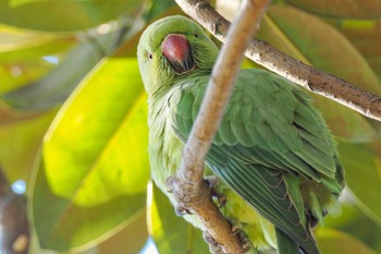 2022年12月29日(木) 石神井公園の野鳥観察記録