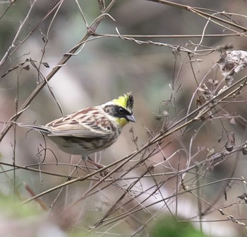 Yellow-throated Bunting 東京都多摩地域 Wed, 12/21/2022