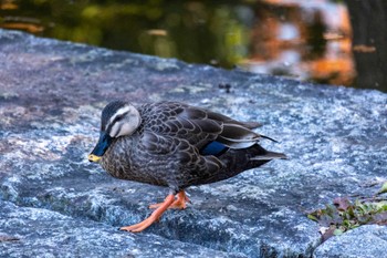 カルガモ 千葉県立行田公園 2022年12月29日(木)