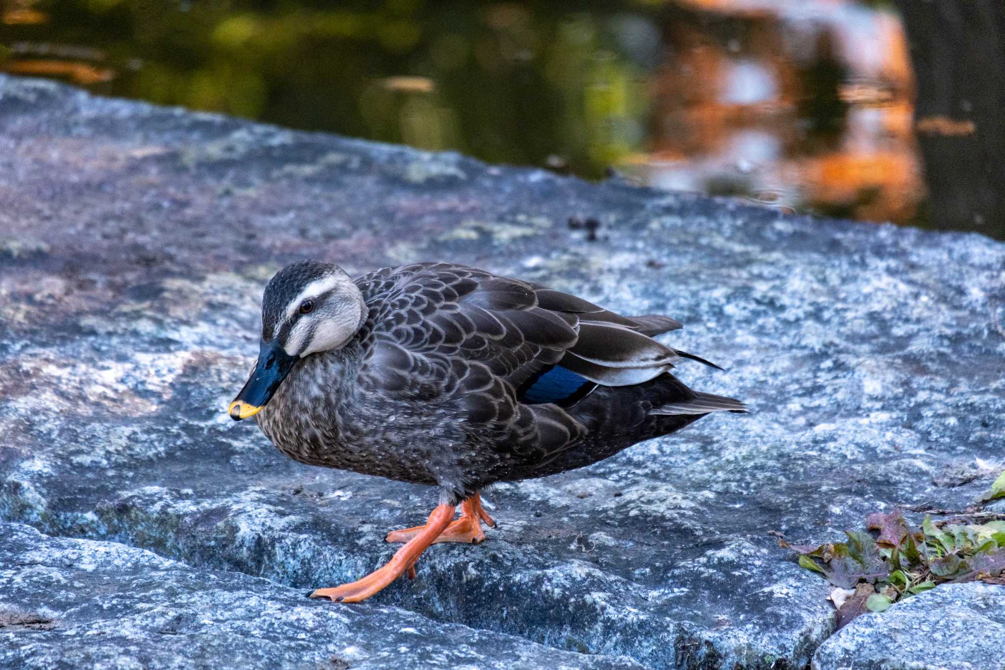 千葉県立行田公園 カルガモの写真 by hidebonn