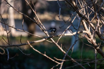 2022年12月29日(木) 千葉県立行田公園の野鳥観察記録