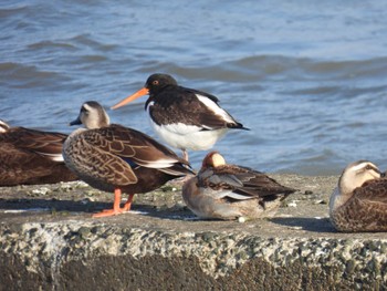 Eurasian Oystercatcher Shiokawa Tidalflat Thu, 12/29/2022