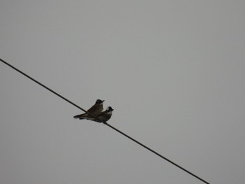 Light-vented Bulbul Ishigaki Island Thu, 12/29/2022