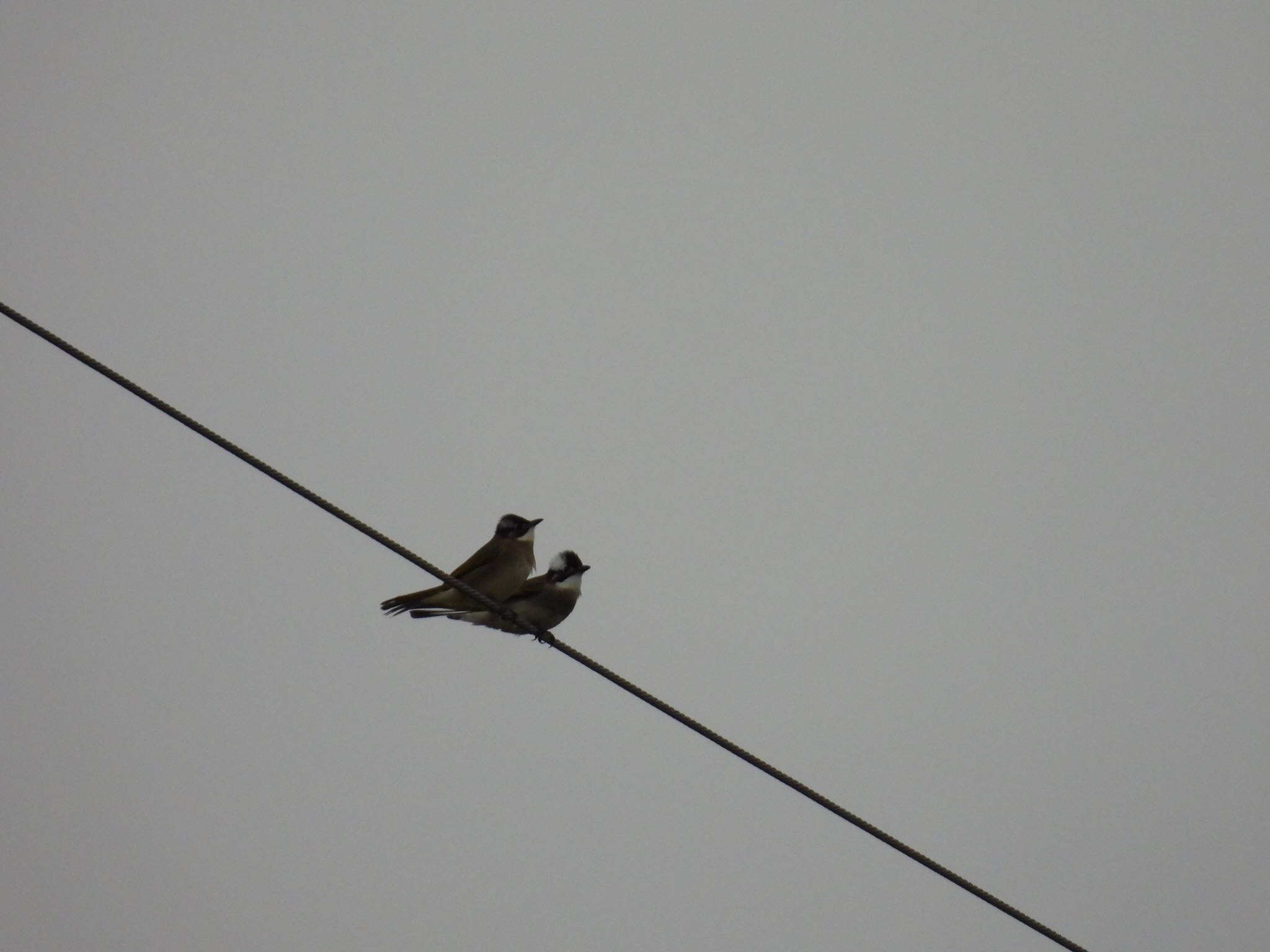 Photo of Light-vented Bulbul at Ishigaki Island by 鳥散歩