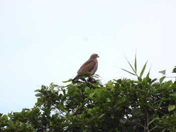 Grey-faced Buzzard Ishigaki Island Thu, 12/29/2022