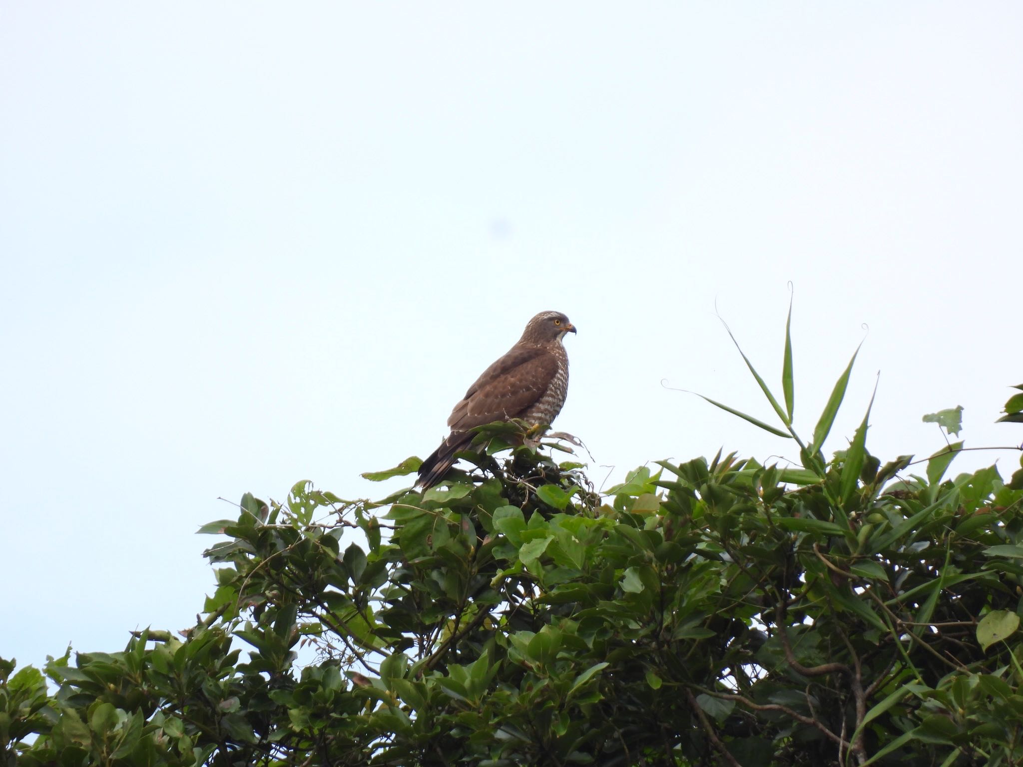 Photo of Grey-faced Buzzard at Ishigaki Island by 鳥散歩