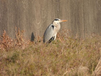 Grey Heron Izumi Crane Observation Center Thu, 12/29/2022