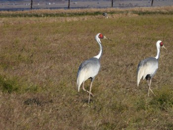 White-naped Crane Izumi Crane Observation Center Thu, 12/29/2022