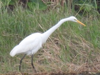 Thu, 12/29/2022 Birding report at Ishigaki Island