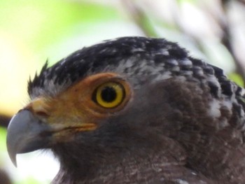 Crested Serpent Eagle Ishigaki Island Thu, 12/29/2022
