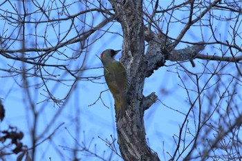 Japanese Green Woodpecker 兵庫県西宮市 Wed, 12/28/2022