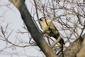 Japanese Green Woodpecker 兵庫県西宮市 Wed, 12/28/2022