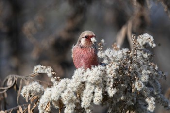 2022年12月29日(木) 渡良瀬遊水地の野鳥観察記録
