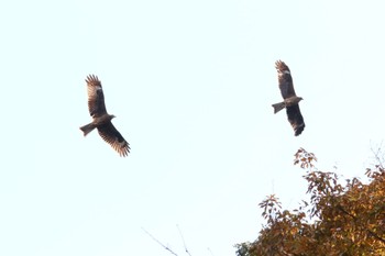 トビ 周南緑地公園(山口県周南市) 2022年12月29日(木)